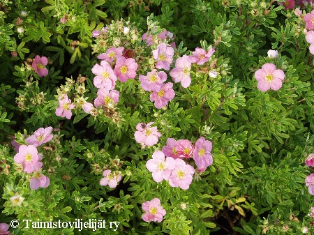 Dasiphora fruticosa'Lovely Pink'